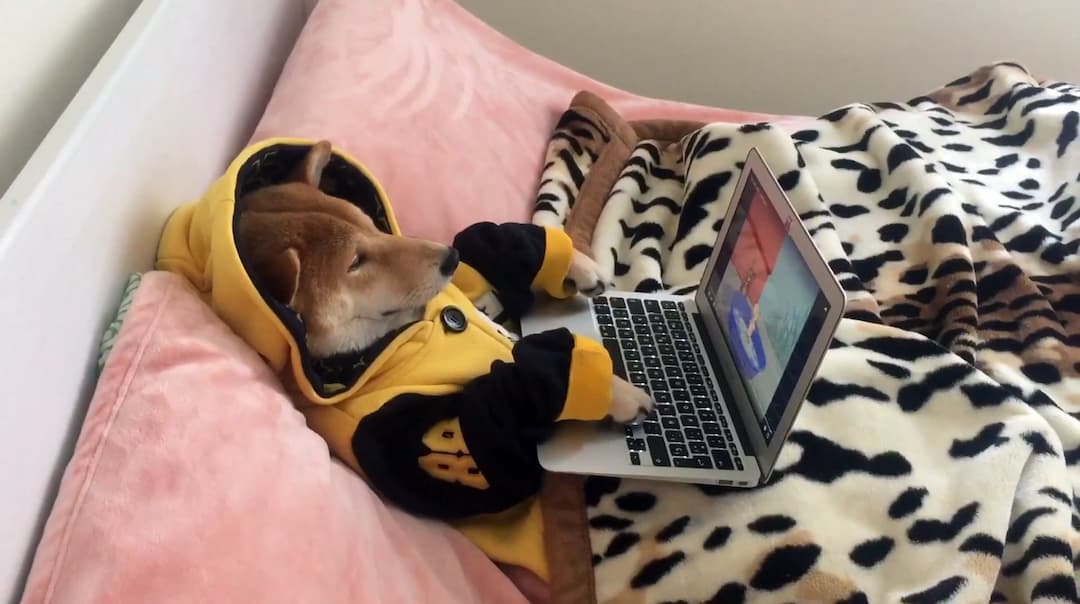 coding shiba inu