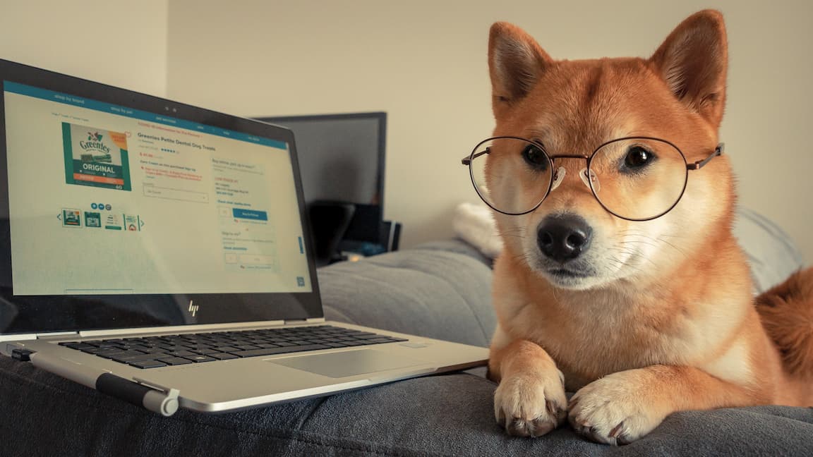 computer shiba inu